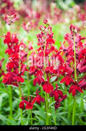 Des souches formant des pointes vivaces portant des fleurs rouges profondes du milieu à la fin de l'été Banque D'Images