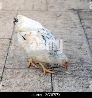 Young Light Sussex Chicken, Hampshire, Angleterre, Royaume-Uni. Banque D'Images