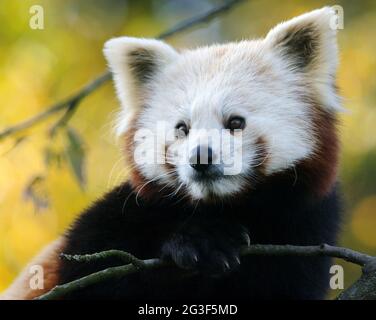 Ailurus fulgens