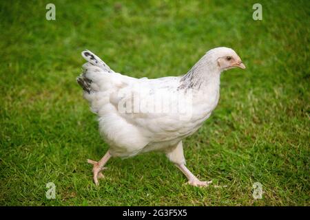 Young Light Sussex Chicken, Hampshire, Angleterre, Royaume-Uni. Banque D'Images