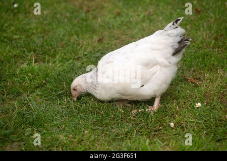 Young Light Sussex Chicken, Hampshire, Angleterre, Royaume-Uni. Banque D'Images