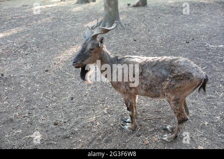 mouflon de montagne avec de belles cornes dans le parc de près Banque D'Images