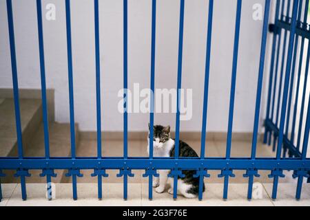 Le chat blanc de tabby est assis sur une tuile derrière une grille en treillis dans la cour de la maison Banque D'Images