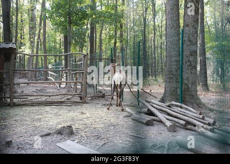 un gros cerf solitaire se promène dans le parc écologique Banque D'Images