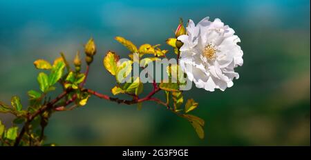 fleur blanche fond horizontal image grande taille rose Banque D'Images