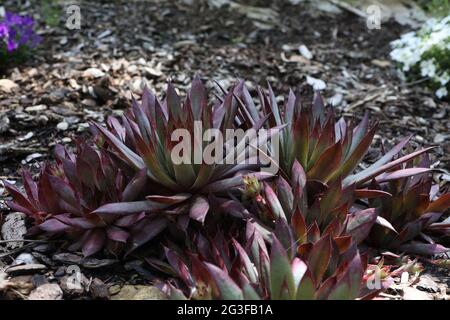 Sempervivum charadzeae houseleeks ou liveforever, dans jardin de printemps. Banque D'Images