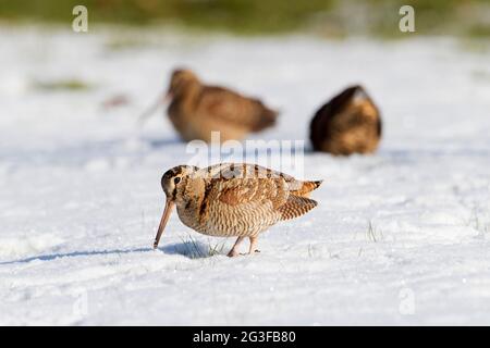 Trois boisés eurasiens (Scolopax rusticola) se fourragent dans les prairies enneigées en hiver Banque D'Images