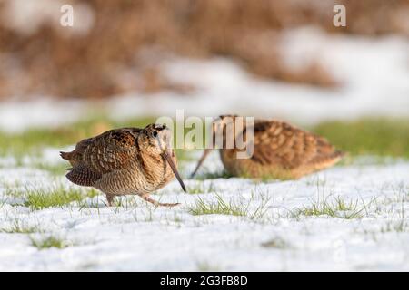 Deux boisés eurasiens (Scolopax rusticola) qui fourragent dans les prairies en hiver Banque D'Images