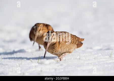 En hiver, deux boisés eurasiens (Scolopax rusticola) fourragent dans des prairies enneigées Banque D'Images