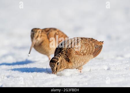 En hiver, deux boisés eurasiens (Scolopax rusticola) fourragent dans des prairies enneigées Banque D'Images