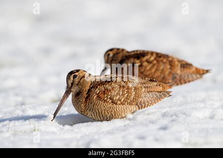 En hiver, deux boisés eurasiens (Scolopax rusticola) fourragent dans des prairies enneigées Banque D'Images