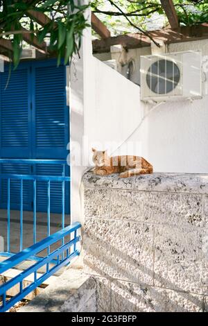 Ginger Cat se trouve sur une clôture en pierre près de la maison Banque D'Images