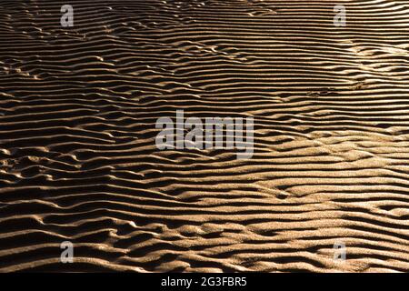 Dunes de sable dans la lumière du matin Banque D'Images