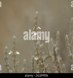 Flore de Gran Canaria - Micromeria varia herbe, localement appelé thym, endémique aux Canaries et Madère, fond macro floral naturel Banque D'Images