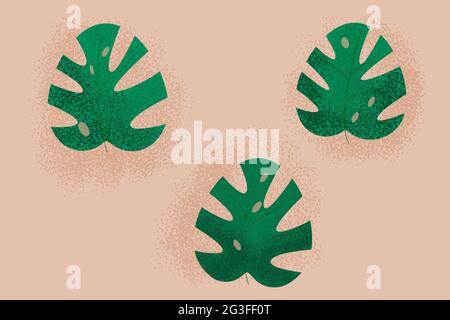 Monstère tropicale avec feuilles vertes.set avec bruit Illustration de Vecteur