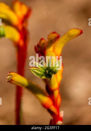 Fleur de paw de kangourou (Anigozanthos). Originaire d'Australie rouge, jaune et vert, poussant dans le jardin du Queensland. Ensoleillé, début du printemps. La médecine populaire. Banque D'Images