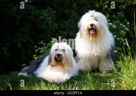 Bobqueues (chien de berger anglais ancien) Banque D'Images