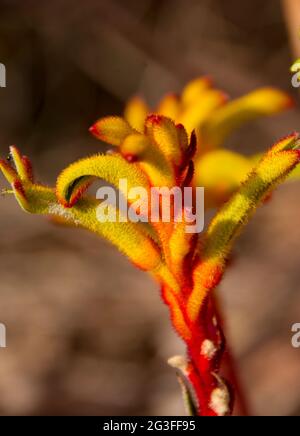 Fleur de paw de kangourou (Anigozanthos). Originaire d'Australie rouge, jaune et vert, poussant dans le jardin du Queensland. Ensoleillé, début du printemps. La médecine populaire. Banque D'Images