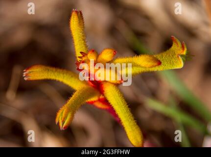 Fleur de paw de kangourou (Anigozanthos). Originaire d'Australie rouge, jaune et vert, poussant dans le jardin du Queensland. Ensoleillé, début du printemps. La médecine populaire. Banque D'Images