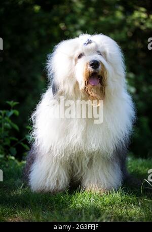 Bobtail (chien de berger anglais ancien) Banque D'Images