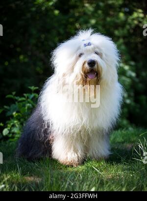 Bobtail (chien de berger anglais ancien) Banque D'Images