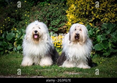 Bobqueues (chien de berger anglais ancien) Banque D'Images