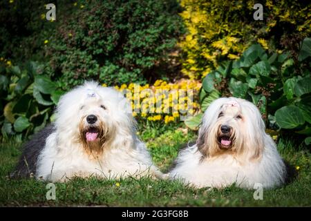 Bobqueues (chien de berger anglais ancien) Banque D'Images