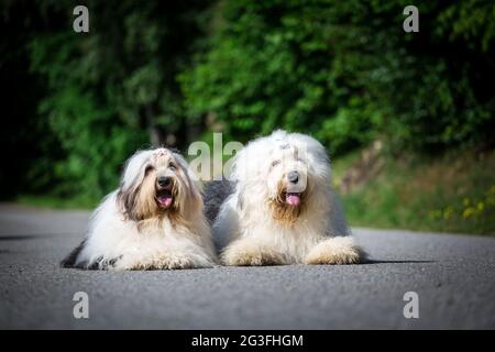 Bobqueues (chien de berger anglais ancien) Banque D'Images