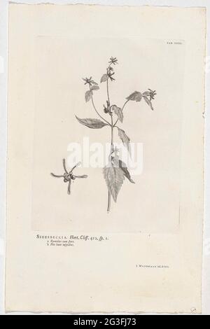 Sigesbeckia orientalis ; Sigesbeckia. Délictuelle. Falaise. 412. SP. 1. En haut à droite, intitulé : onglet : XXIII. Banque D'Images