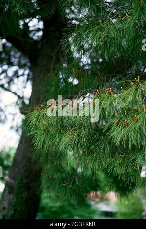 Les branches d'épinette verte avec de petites bosses rapprochent Banque D'Images