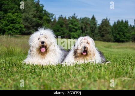 Bobqueues (chien de berger anglais ancien) Banque D'Images