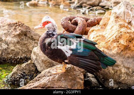 Canard noir et blanc muscovy avec une tête rouge et des plumes vertes debout sur une roche à Finikas Marina (Port) en Grèce avec une grande chaîne d'ancrage derrière. Banque D'Images