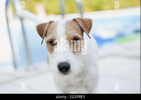 Parson Russell Terrier à la piscine Banque D'Images