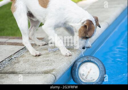 Parson Russell Terrier à la piscine Banque D'Images