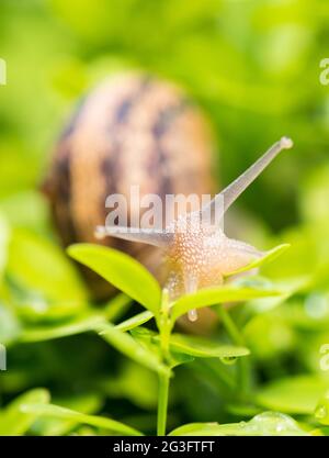 Escargot se déplaçant sur un jardin Banque D'Images