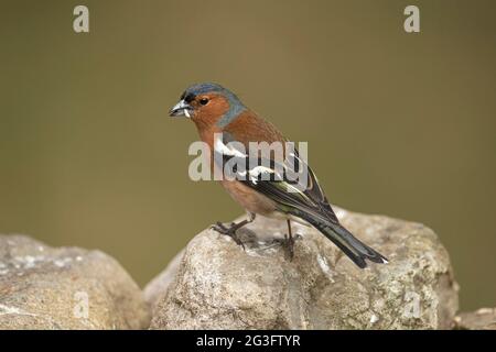 Chaffinch mâle perché sur un rocher, gros plan, en Écosse au printemps Banque D'Images