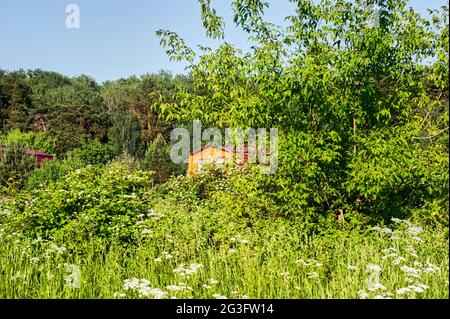 maison rurale en bois parmi les arbres denses, en été Banque D'Images