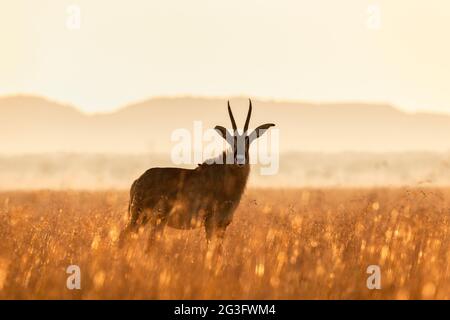 Roan (Hippotragus equinus), réserve naturelle de Dronfield, Cap Nord, Afrique du Sud Banque D'Images