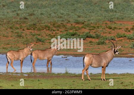 Roan (Hippotragus equinus), parc national de Mokala, Cap Nord, Afrique du Sud Banque D'Images