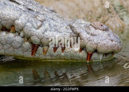 Museau de crocodile d'eau salée (Crocodylus porosus) reposant sur des dents de démonstration d'eau. Daintree, Queensland, Australie Banque D'Images