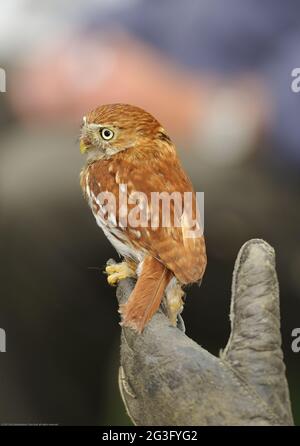 Hibou pygmée brésilien.hibou pygmée rugineux Banque D'Images