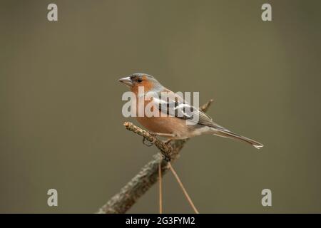 Chaffinch mâle perché sur une branche, gros plan, en Écosse au printemps Banque D'Images