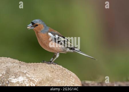 Chaffinch mâle perché sur un rocher, gros plan, en Écosse au printemps Banque D'Images