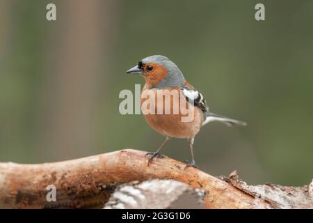 Chaffinch mâle perché sur une branche, gros plan, en Écosse au printemps Banque D'Images