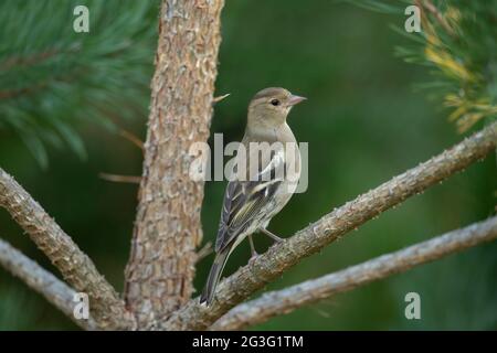 Chaffinch femelle perchée sur une branche, en gros plan, en Écosse au printemps Banque D'Images