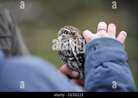 Hibou pygmée brésilien.hibou pygmée rugineux Banque D'Images