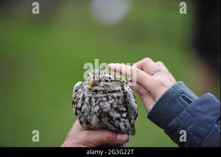 Hibou pygmée brésilien.hibou pygmée rugineux Banque D'Images