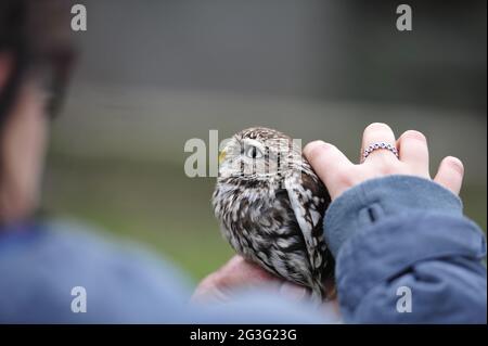 Hibou pygmée brésilien.hibou pygmée rugineux Banque D'Images