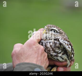 Hibou pygmée brésilien.hibou pygmée rugineux Banque D'Images