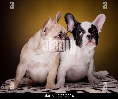 Deux mignon Chiots bulldog français Banque D'Images